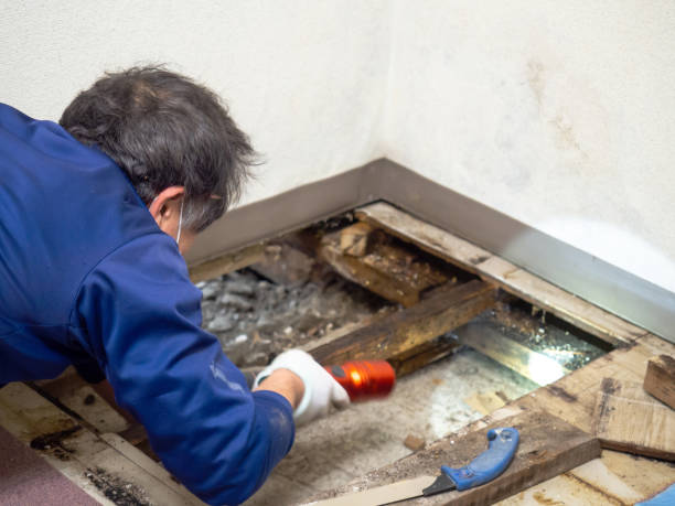 Best Bathroom Mold Remediation in Bloomfield Hills, MI
