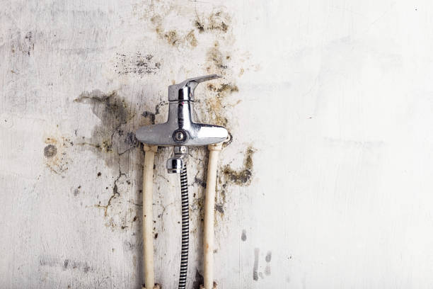Best Mold Remediation for Specific Building Types in Bloomfield Hills, MI