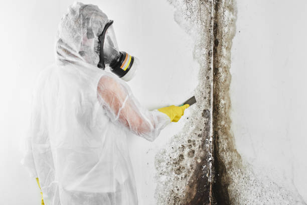 Best Crawl Space Mold Remediation in Bloomfield Hills, MI