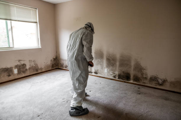 Best Residential Mold Remediation in Bloomfield Hills, MI