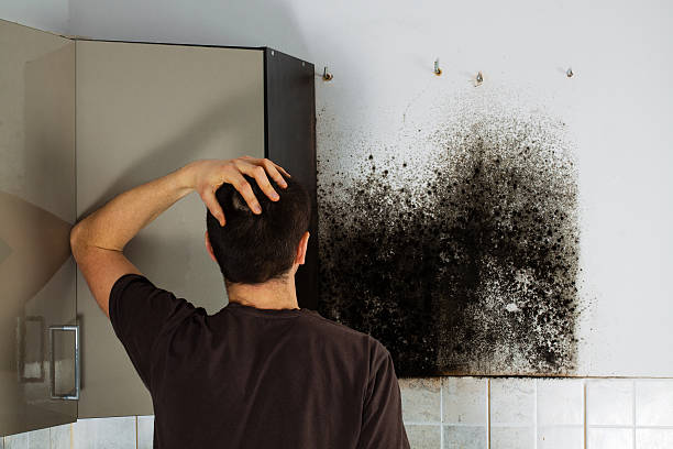 Best White Mold Remediation in Bloomfield Hills, MI