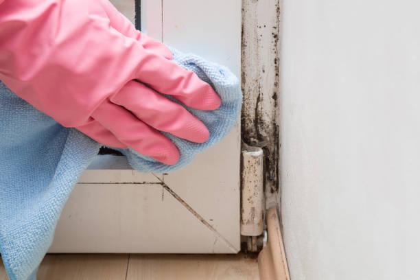 Best Post-Flood Mold Remediation in Bloomfield Hills, MI