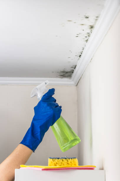Best Residential Mold Remediation in Bloomfield Hills, MI